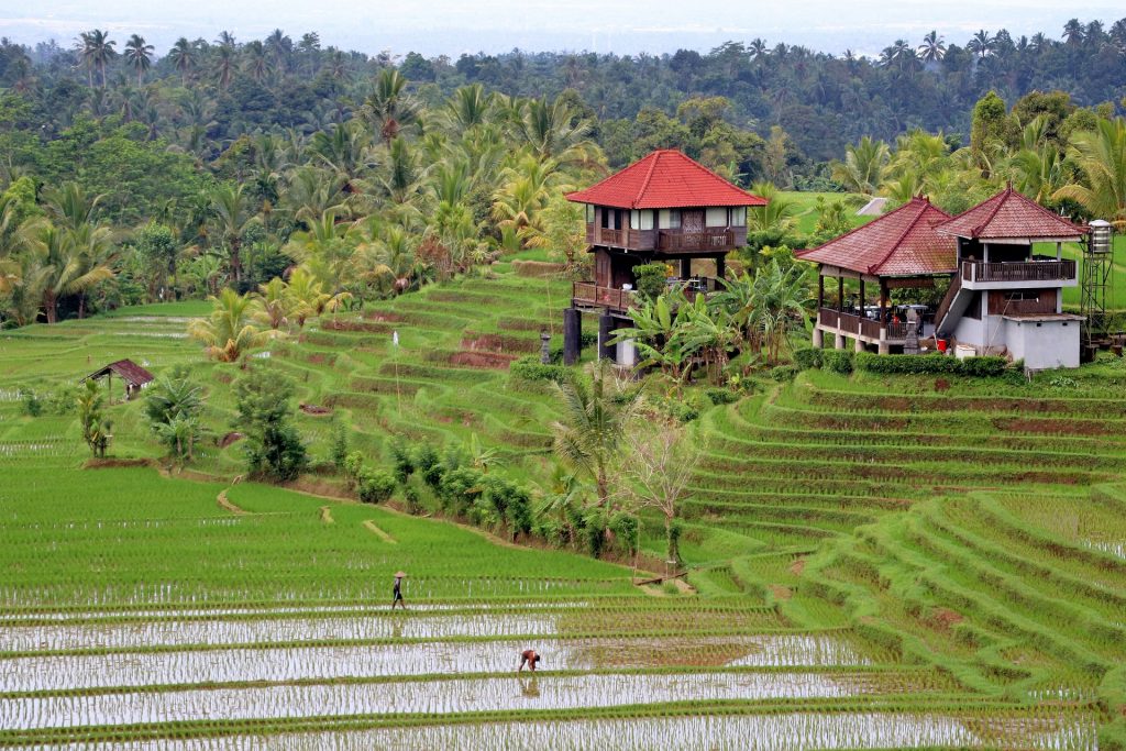 Bali Tegalalang Rice Terrace