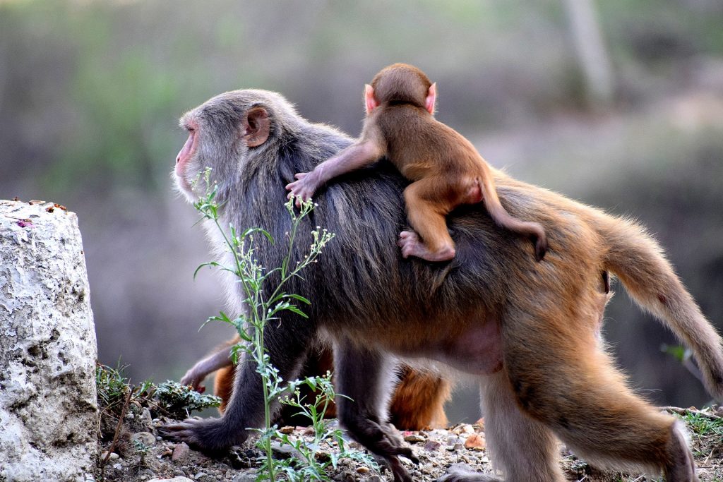 Sacred Monkey Forest Sanctuary Ubud